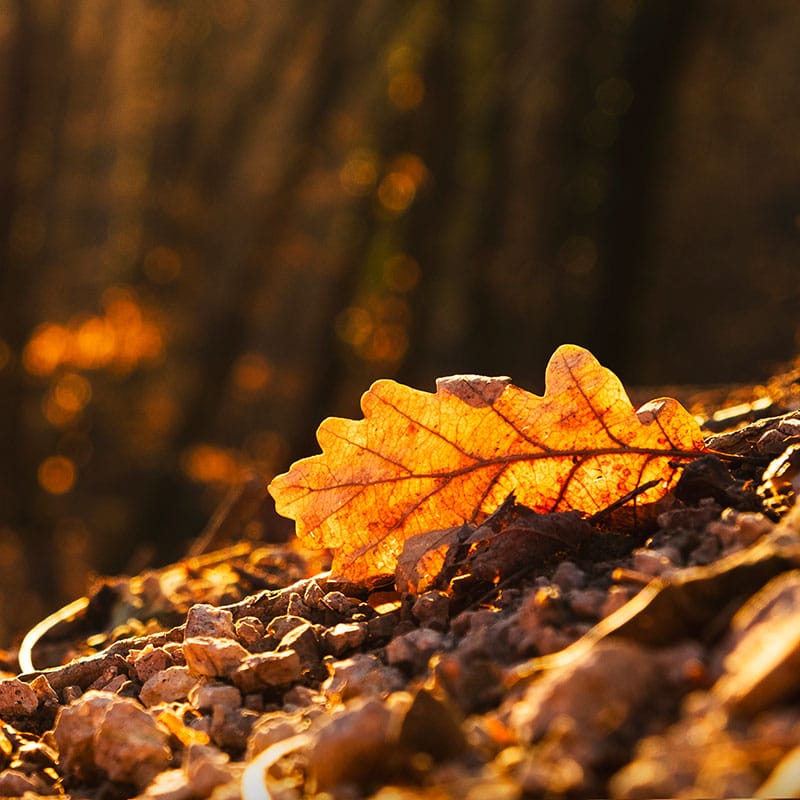 abbraccio-dautunno